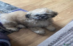 Shih Tzu dogs for sale: 6 month old shih tzu male  - Image 4