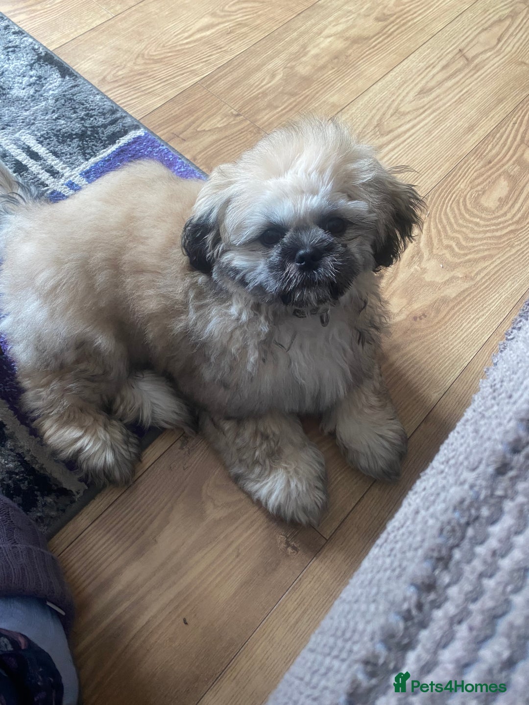 Shih Tzu dogs for sale: 6 month old shih tzu male  - Image 4