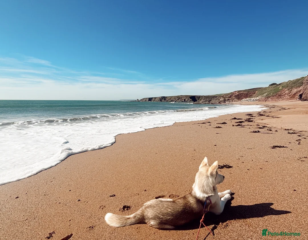 Siberian Husky dogs for sale: Beautiful 7 month old Siberian husky  in Ivybridge - Advert 1