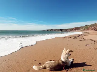 Siberian Husky dogs Beautiful 7 month old Siberian husky - Advert 2