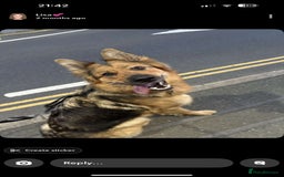 German Shepherd dogs for sale: Pedigree German Shepherd Puppies - Image 6