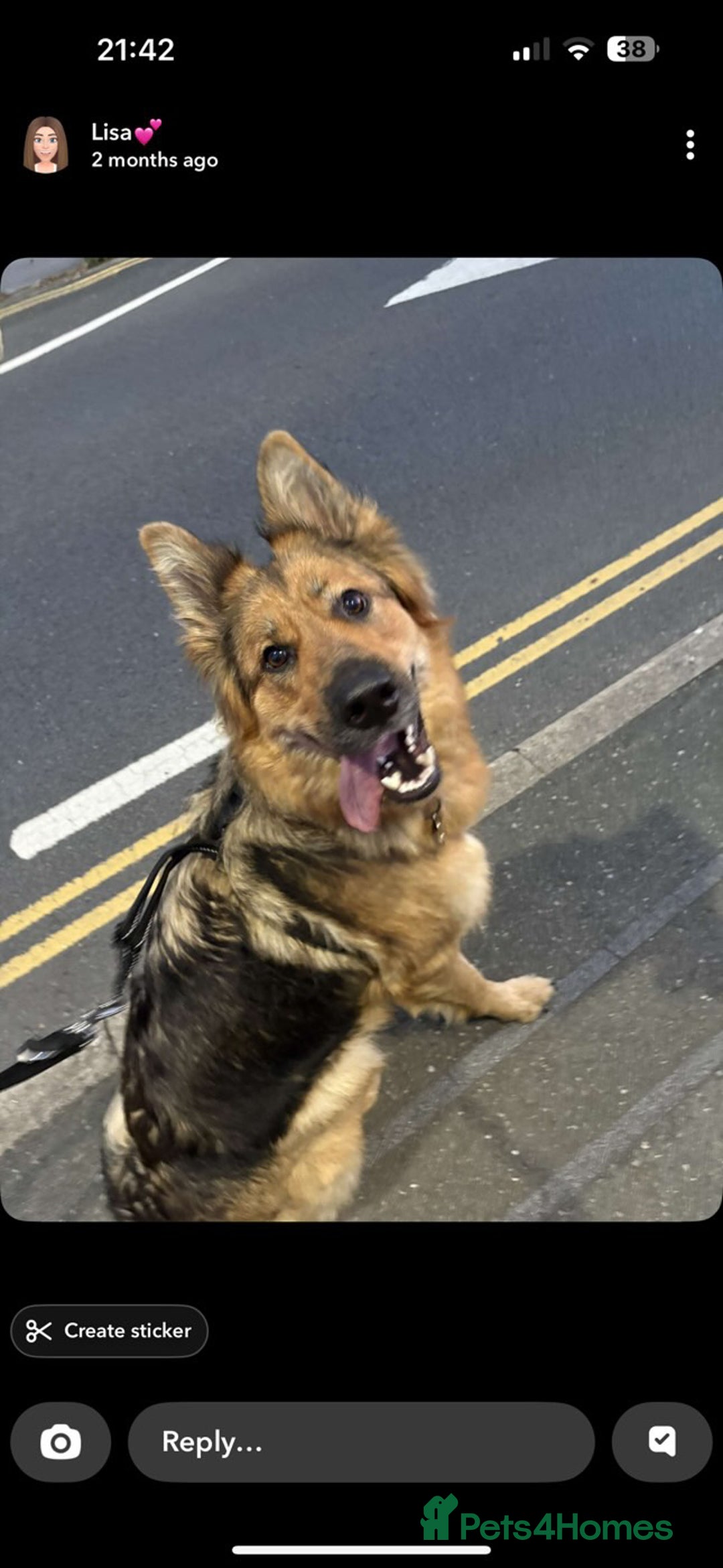 German Shepherd dogs for sale: Pedigree German Shepherd Puppies - Image 6