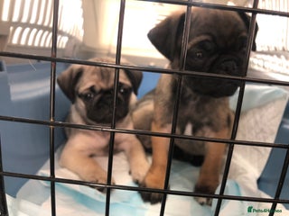 Pug dogs Rare apricot fawn female pug puppy ready now - Advert 7