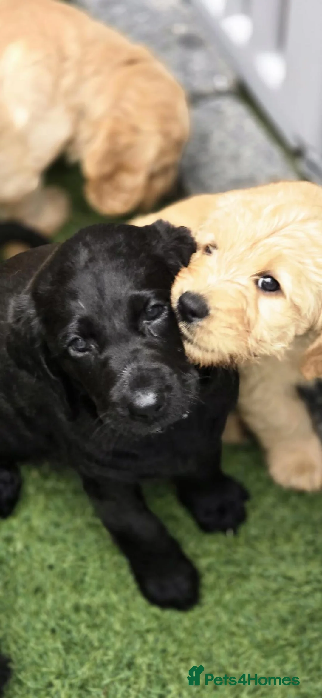 Labradoodle dogs for sale: 🐾 Beautiful Apricot Medium Labradoodle Boy 🧡 - Advert 2