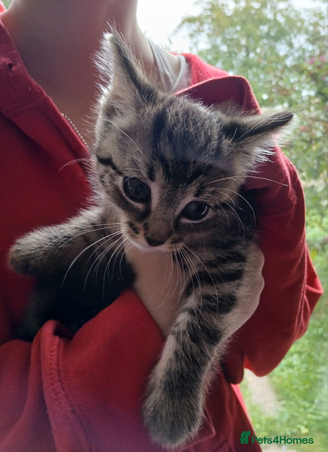 Mixed Breed cats for sale: 4 kittens 1 boy & 3 girls - Image 9