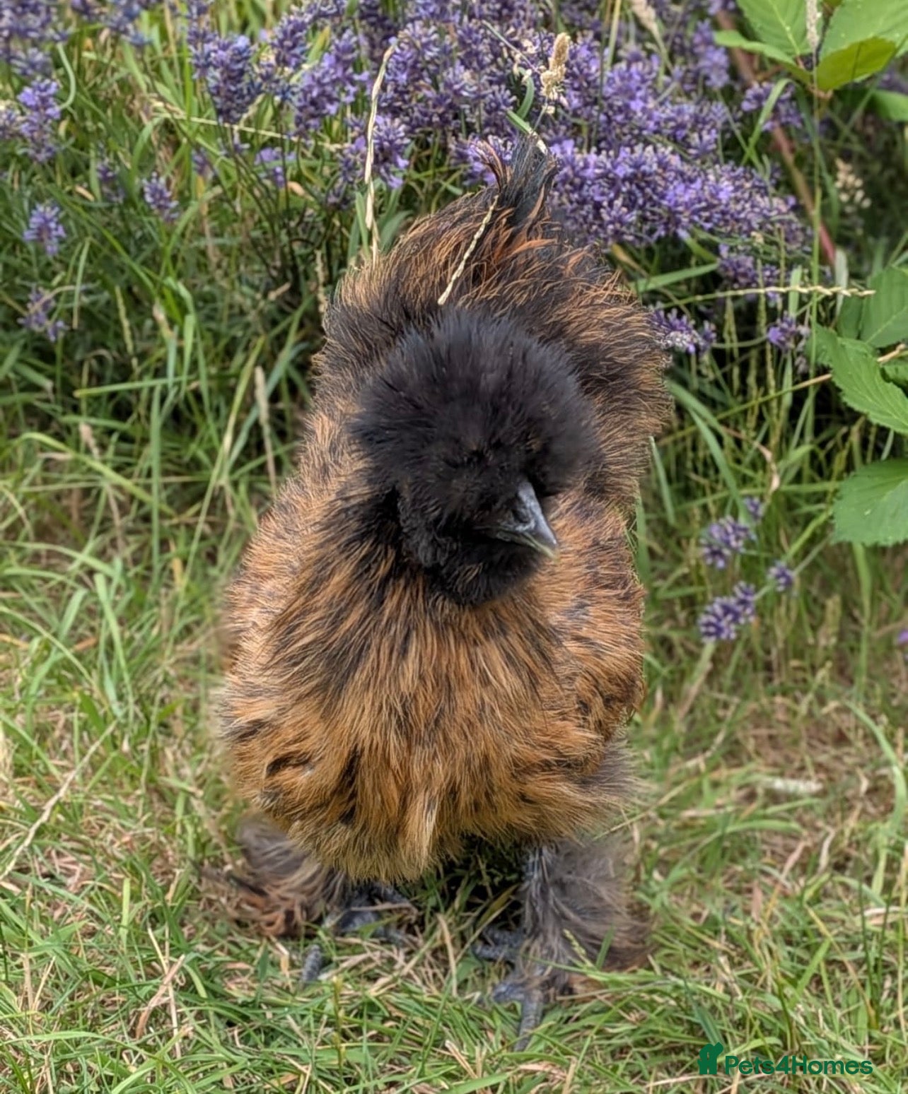 Chickens poultry Silkie cockerel - partridge black brown - 4 months - Advert 1