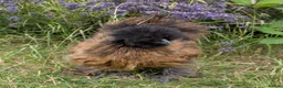 Chickens poultry for sale: Silkie cockerel - partridge black brown - 4 months - Advert 1