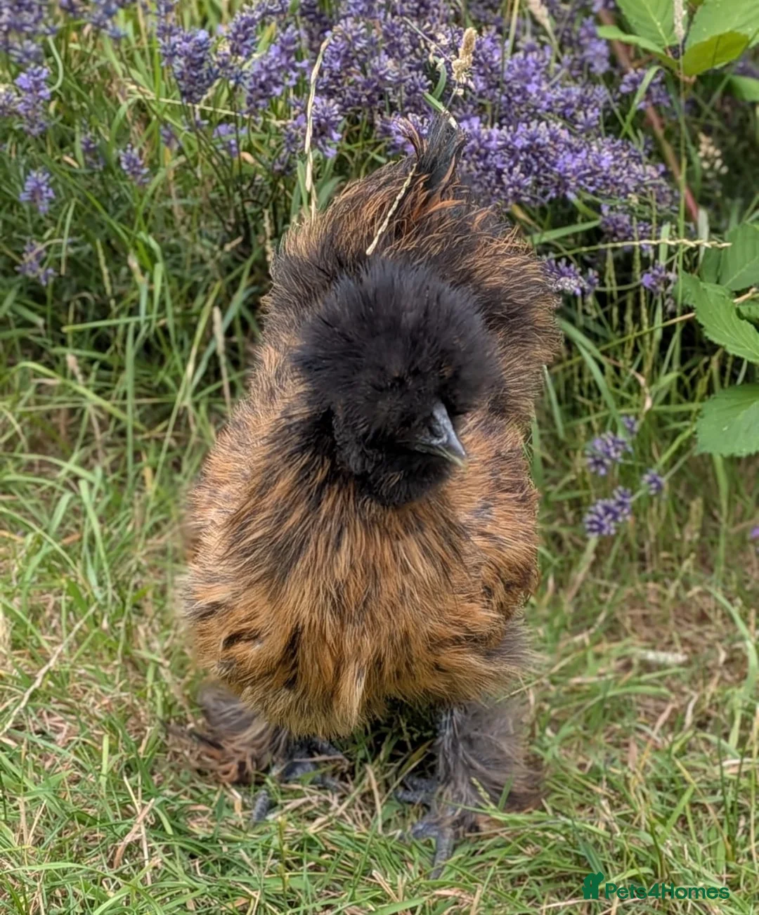 Chickens poultry for sale: Silkie cockerel - partridge black brown - 4 months - Advert 1