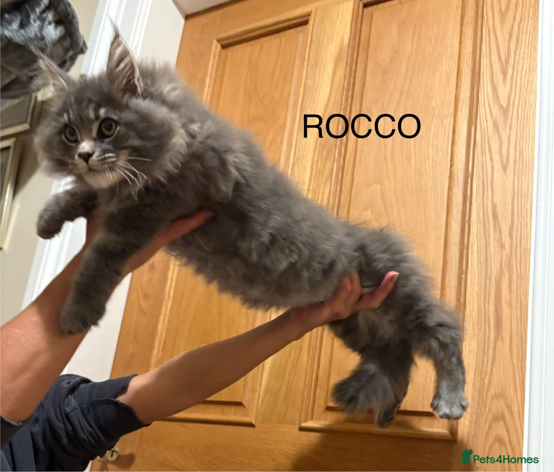 Maine Coon cats for sale: Maine Coon kittens outstanding quality - Advert 8