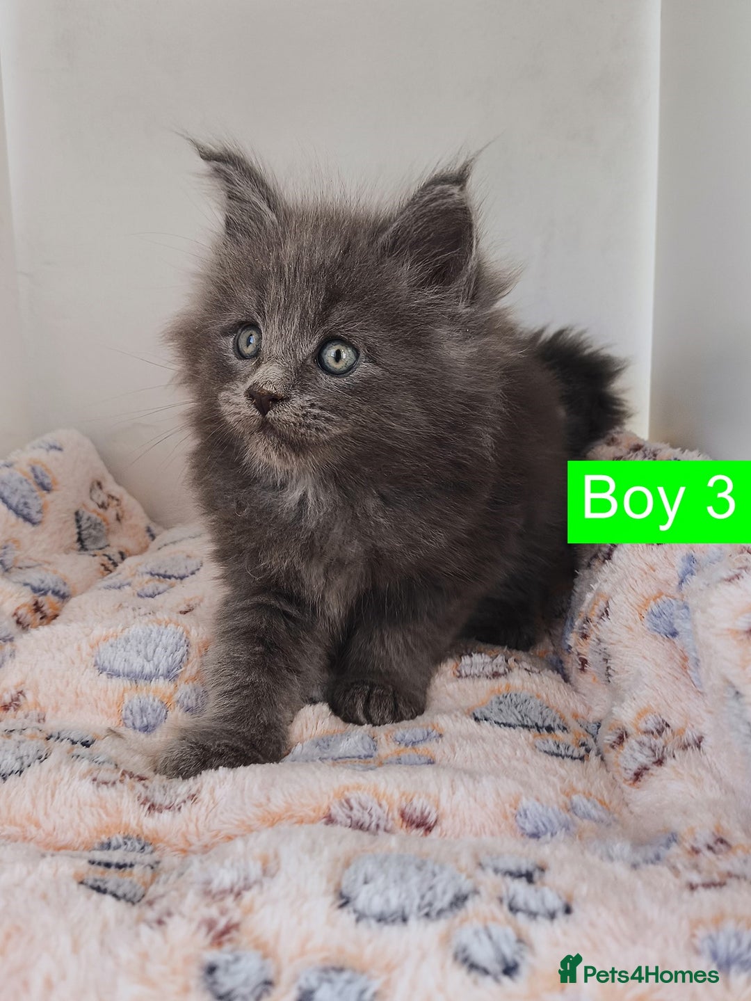 Maine Coon cats for sale: Blue Maine coon kittens + DNA health tested  - Advert 14