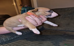 English Bull Terrier dogs for sale: English bull terrier  - Image 13