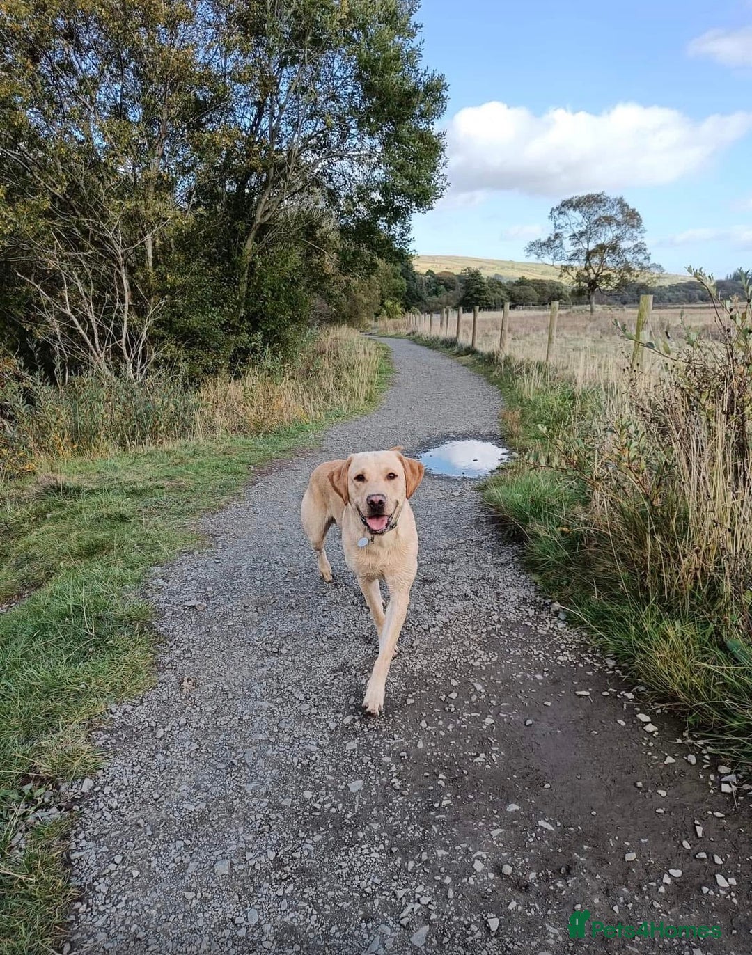 Labrador Retriever dogs for stud: Miles (Labrador retriever for Stud) - Advert 6