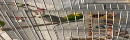 Budgerigars birds for sale: Budgies in Peacehaven - Advert 1