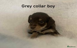 Mixed Breed dogs for sale: Adorable Doxipoo puppies  - Image 3
