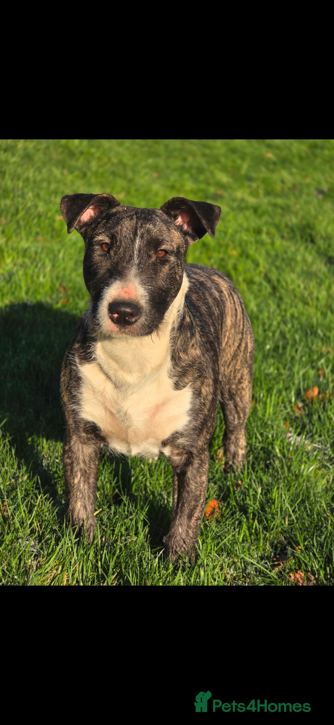 English Bull Terrier dogs for sale: Potato on legs - Advert 5