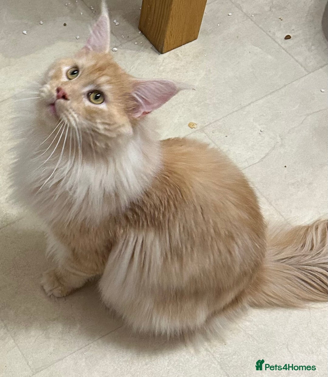 Maine Coon cats for sale: Active Maine Coon Stud for sale - Advert 5