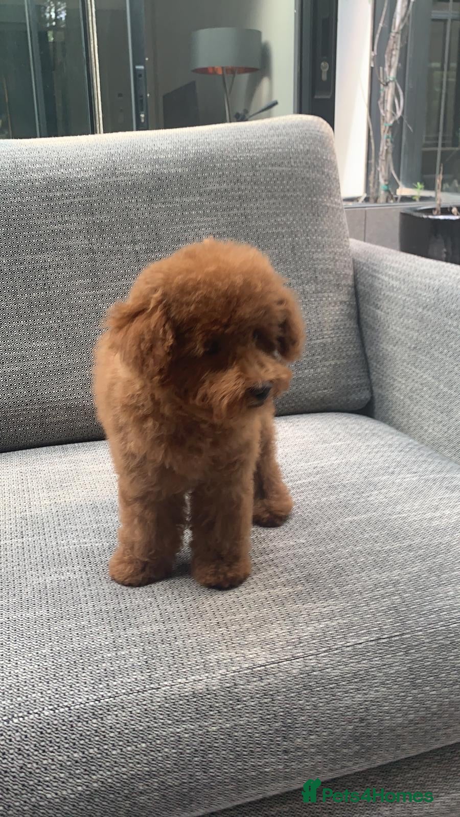 Toy Poodle dogs Beautiful 6-Month-Old Male Toy Poodle - Advert 12