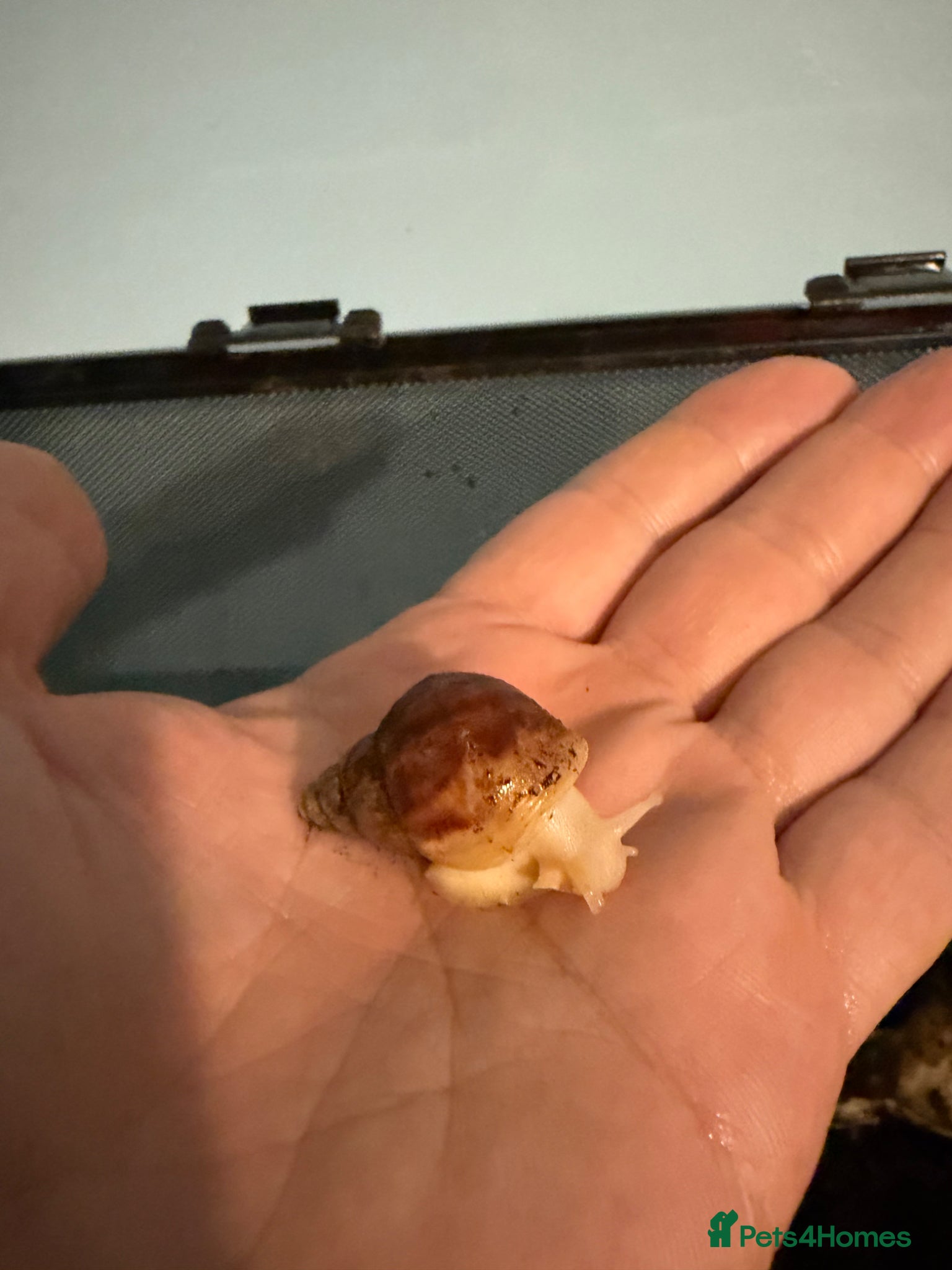 Snails invertebrates Giant African Land Snails - £5 each - Advert 6