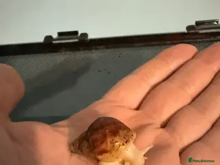 Snails invertebrates Giant African Land Snails - £5 each - Advert 6