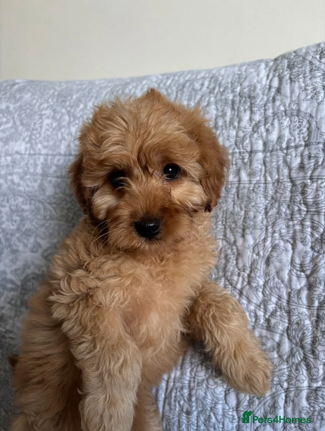 Cavapoo dogs for sale: Red F1b cavapoos from health tested parents - Advert 2