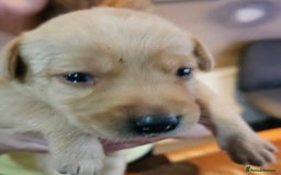 Labrador Retriever dogs for sale: KC Registered Pedigree Labrador Pups for Sale - Image 2
