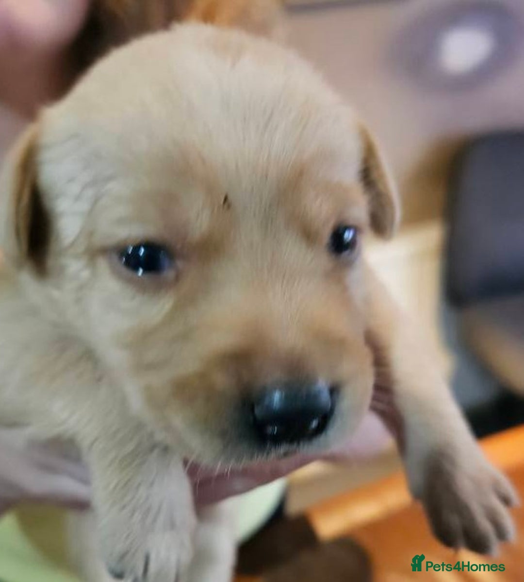 Labrador Retriever dogs for sale: KC Registered Pedigree Labrador Pups for Sale - Image 2
