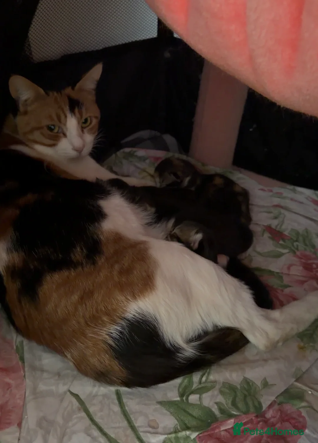 British Shorthair cats for sale:  1 year Lovely calico cat looking for a new home!! - Advert 12