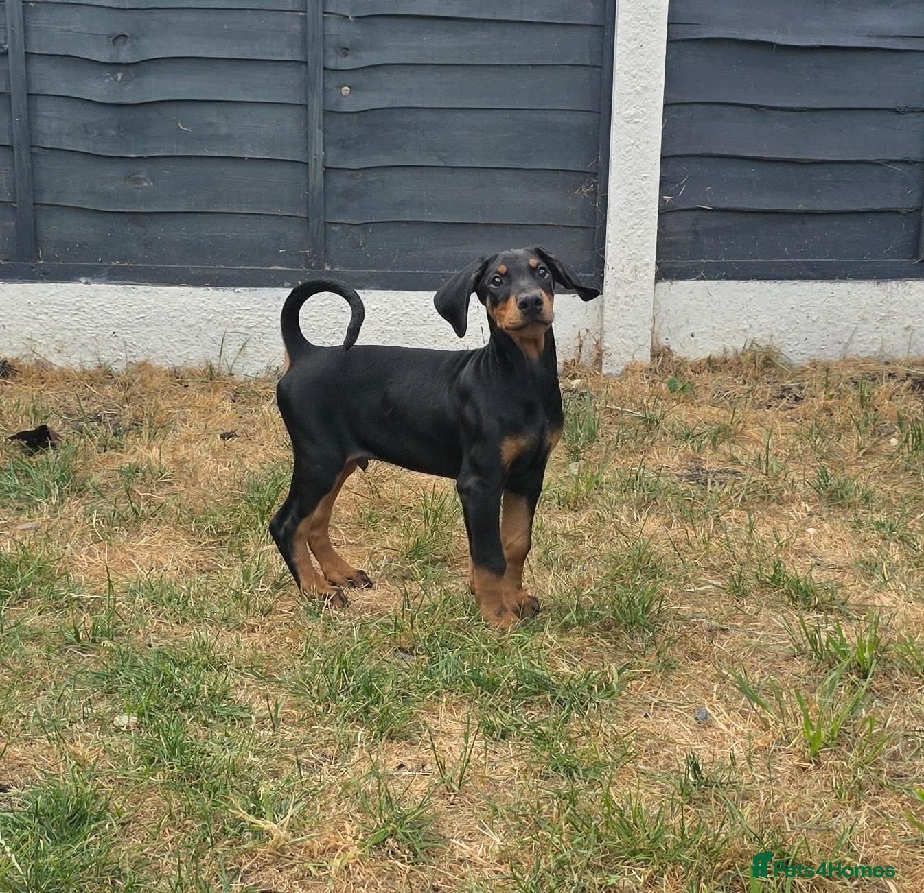 Dobermann dogs ⭐️⭐️⭐️⭐️⭐️ KC Reg Euro Dobermann male available.  - Advert 18