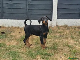 Dobermann dogs ⭐️⭐️⭐️⭐️⭐️ KC Reg Euro Dobermann male available. - Advert 18