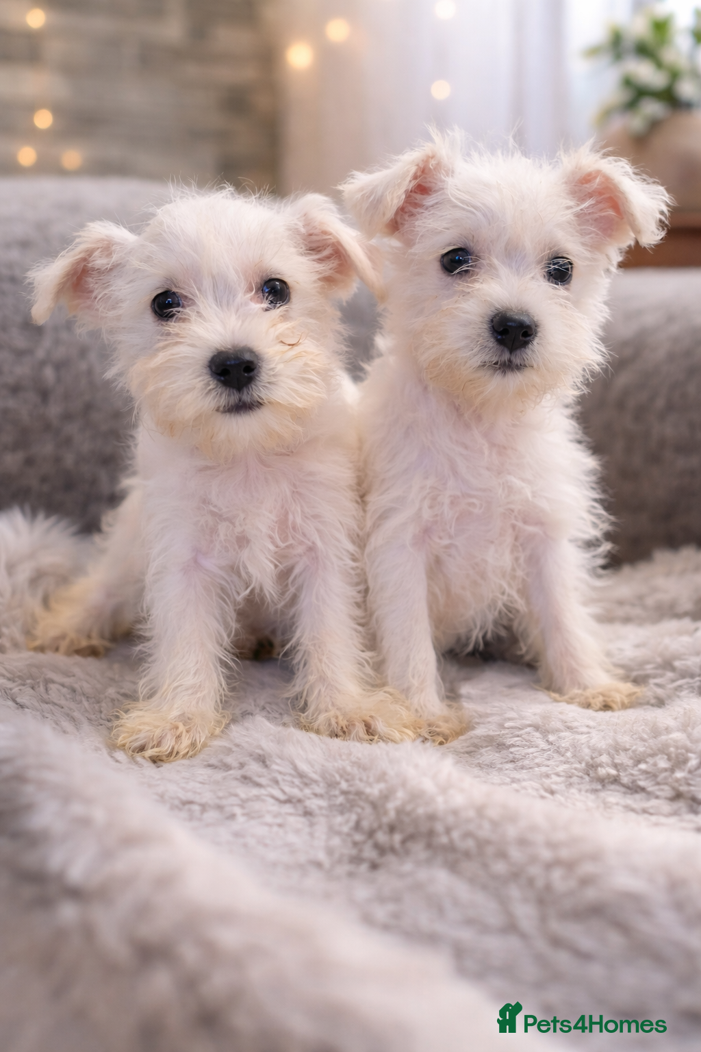 Miniature Schnauzer dogs Miniature schnauzer READY NOW  - Advert 8