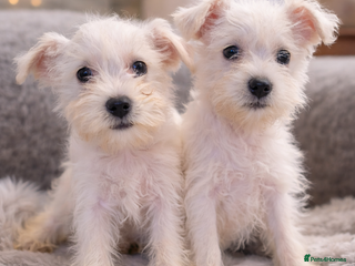 Miniature Schnauzer dogs Miniature schnauzer READY NOW - Advert 2