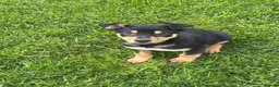Australian Kelpie dogs for sale: Working kelpie pup  - Advert 1