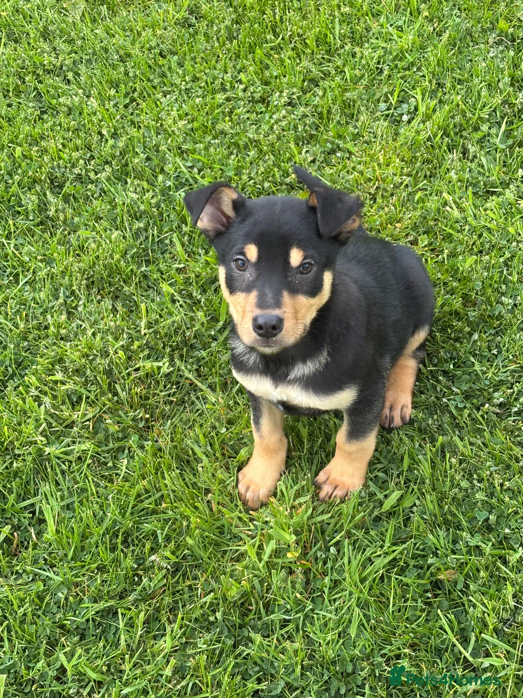 Australian Kelpie dogs for sale: Working kelpie pup  - Advert 1