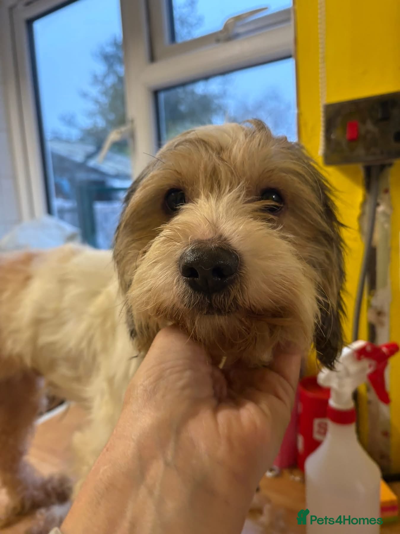 Mixed Breed dogs Max - Hingham Norfolk  - Advert 1