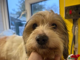 Mixed Breed dogs Max - Hingham Norfolk - Advert 1