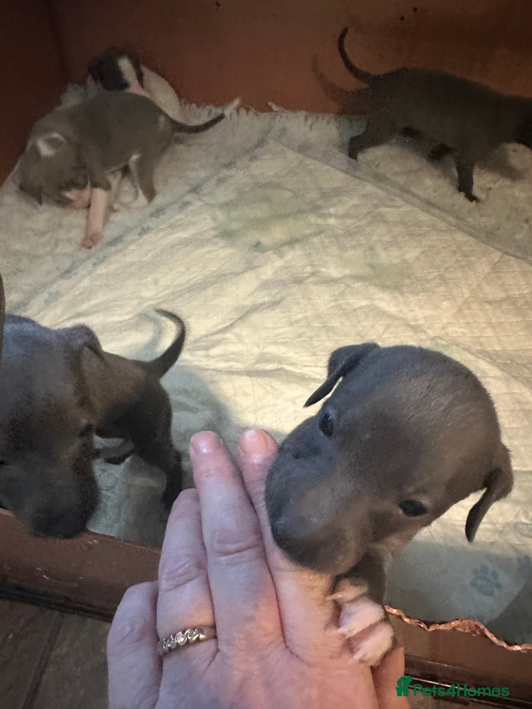 Mixed Breed dogs for sale: Whippet x Italian Greyhound Pups - Advert 19