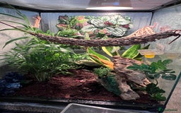 Gecko reptiles for sale: 2 baby crested geckos in Dunmow - Image 13