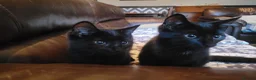 Domestic Shorthair cats for sale: 4 Kittens looking for new forever homes - Advert 3