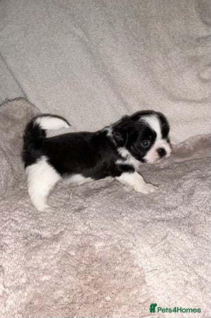 Lhasa Apso dogs KC Reg Lhasa Apso pups GPRA clear - Advert 2