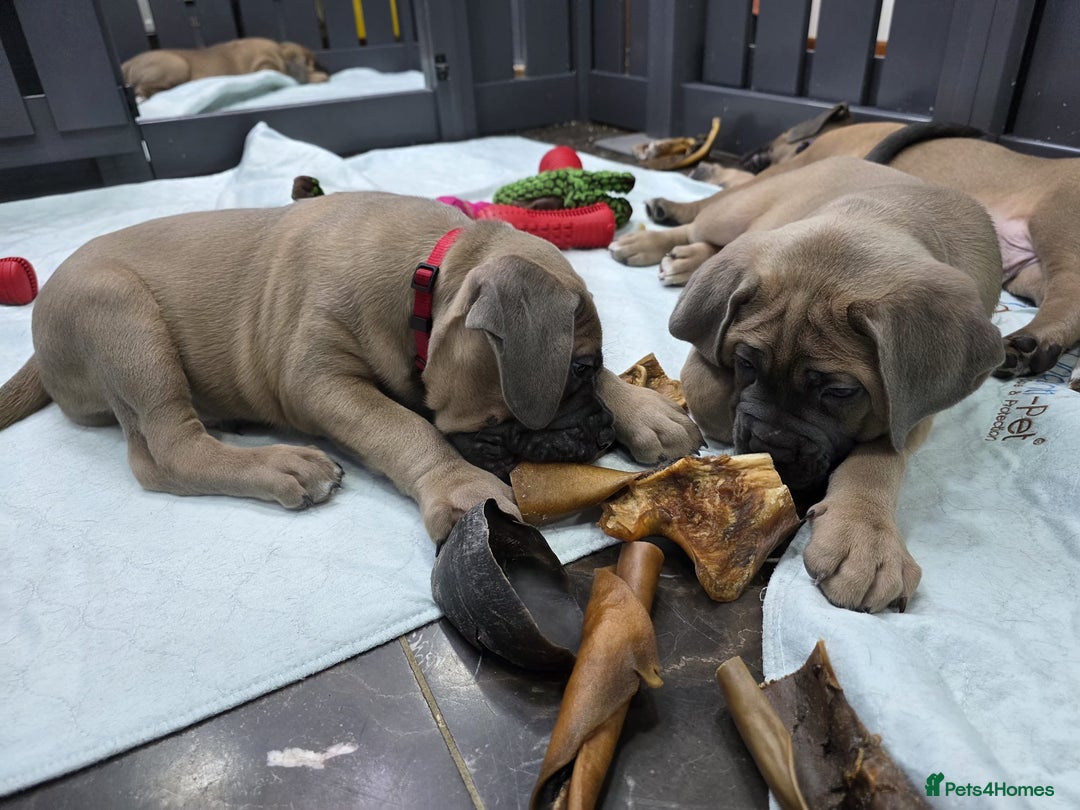 Cane Corso dogs for sale: Excellent Formentino Corso male puppies for sale.  - Image 23