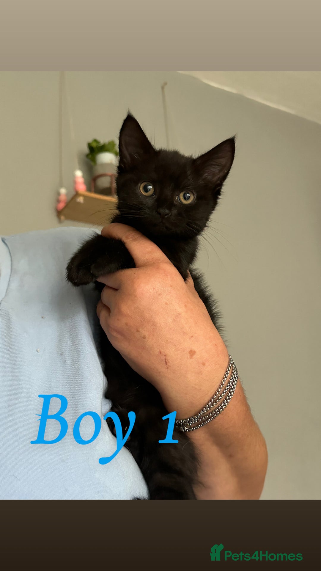 Domestic Shorthair cats for sale: Beautiful kittens ready for their forever homes ❤️ - Image 3