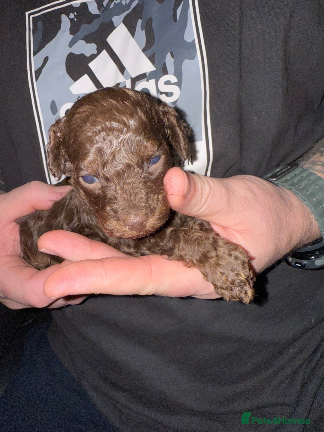 Toy Poodle dogs for sale: Brown phantom Kc toy poodles - Advert 3