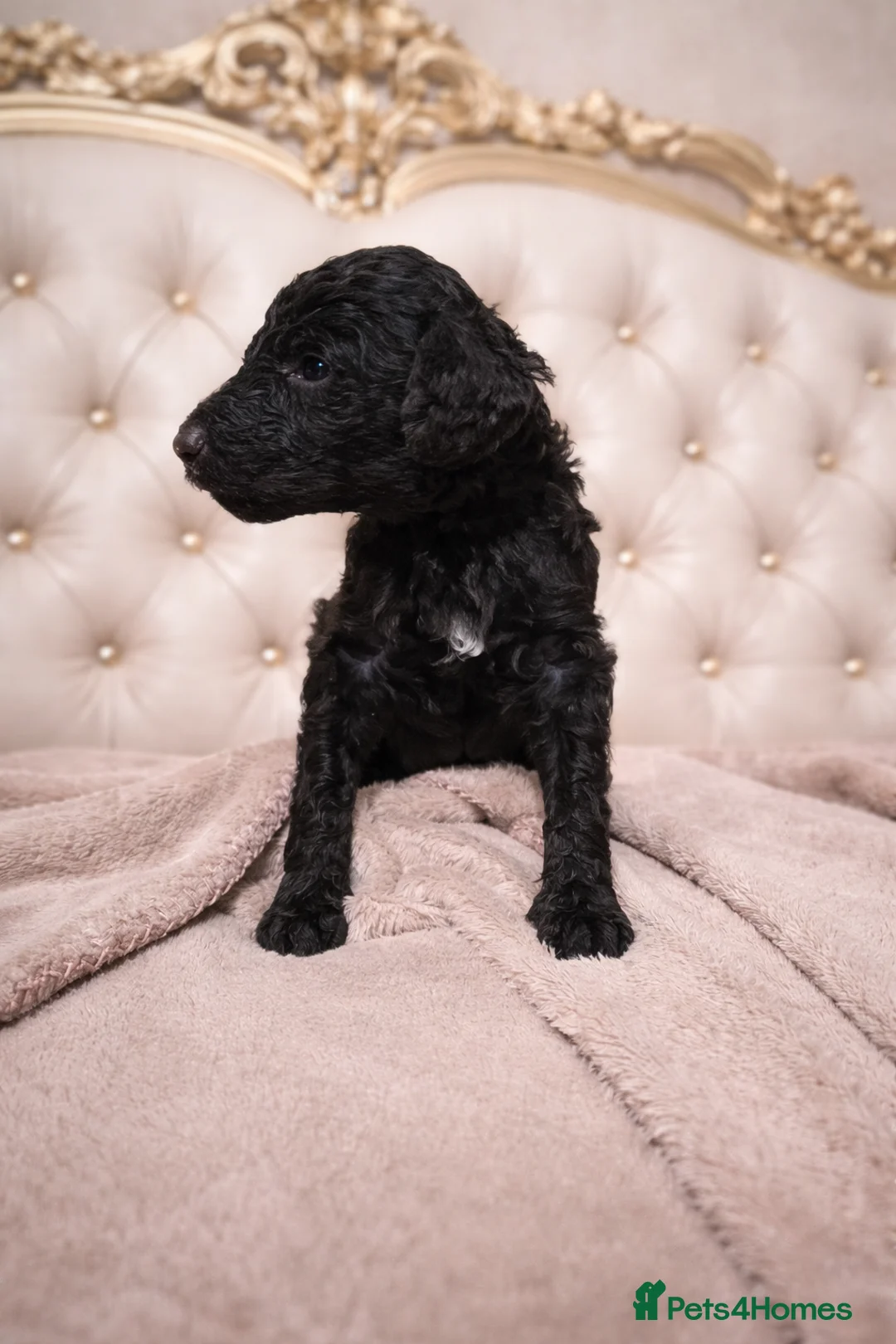 Standard Poodle dogs for sale: READY IN 6 DAYS Standard Poodle Puppies - Advert 8