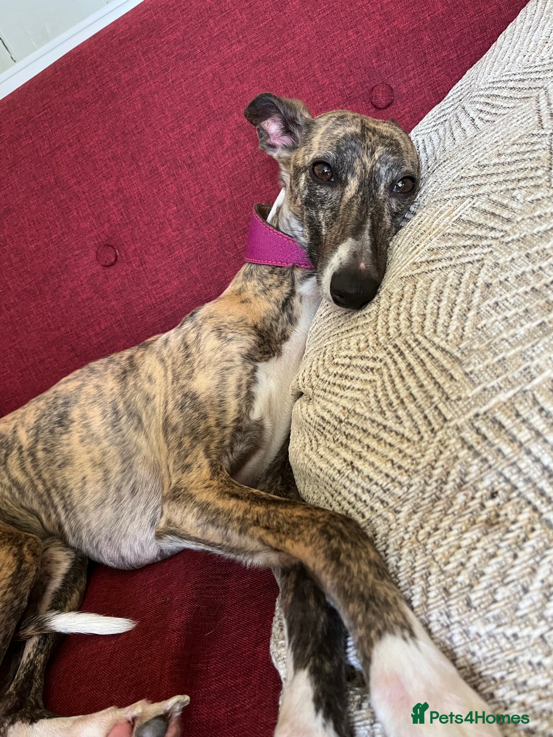 Whippet dogs for sale: Waiting List Now Open - KC Whippets - Advert 7