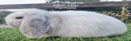 Mini Lop rabbits for sale: Various Mini Lip youngsters females  - Advert 1