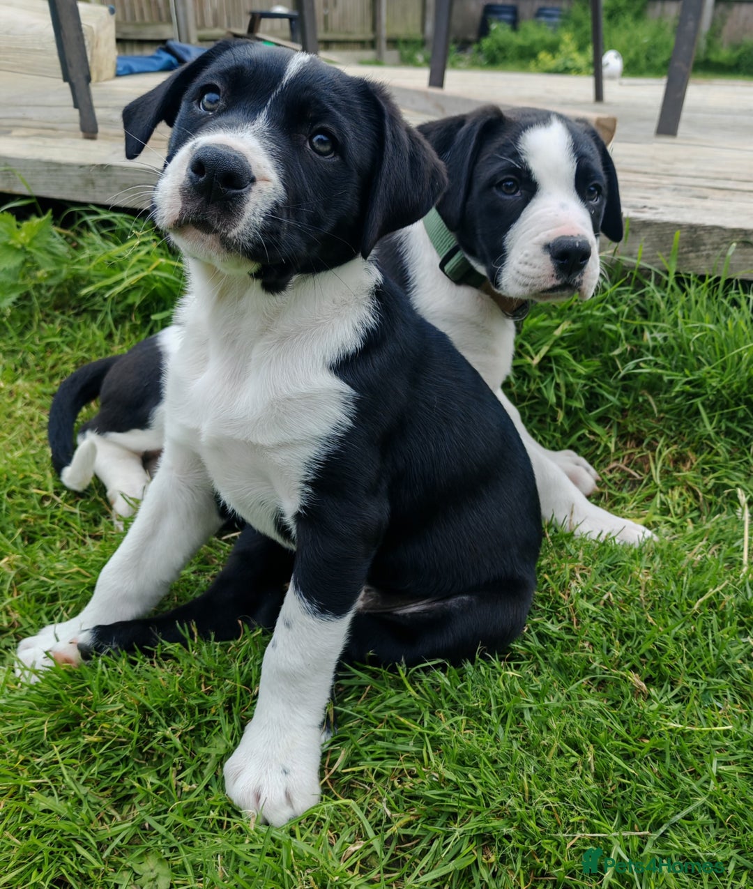 Mixed Breed dogs for sale:  ALL PUPPIES NOW SOLD - Image 12
