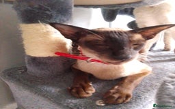 Siamese cats for sale: SIAMESE KITTENS - Image 2
