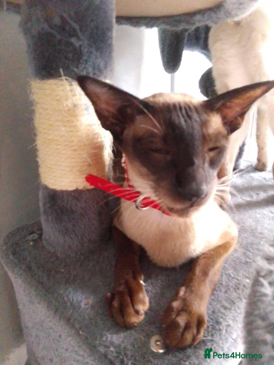 Siamese cats for sale: SIAMESE KITTENS - Image 2