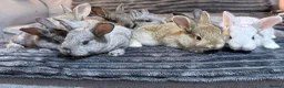 Mixed Breed rabbits for sale: Baby rabbits  - Advert 19