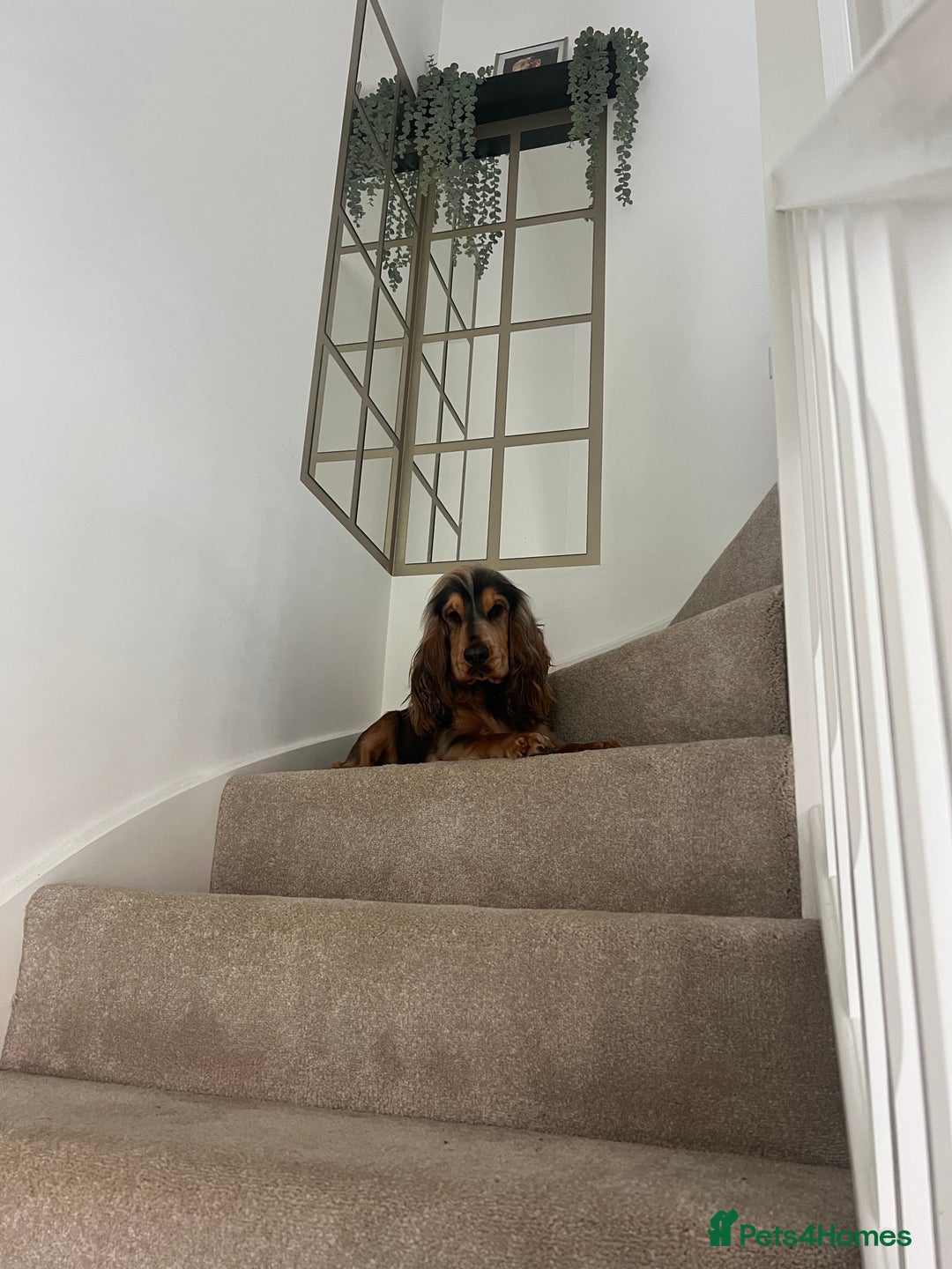 Cocker Spaniel dogs for stud: KC Reg SABLE HEALTH TESTED COCKER SPANIEL - STUD in Bishop's Stortford - Advert 7